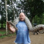 Philippine Python