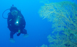 diving Philippines